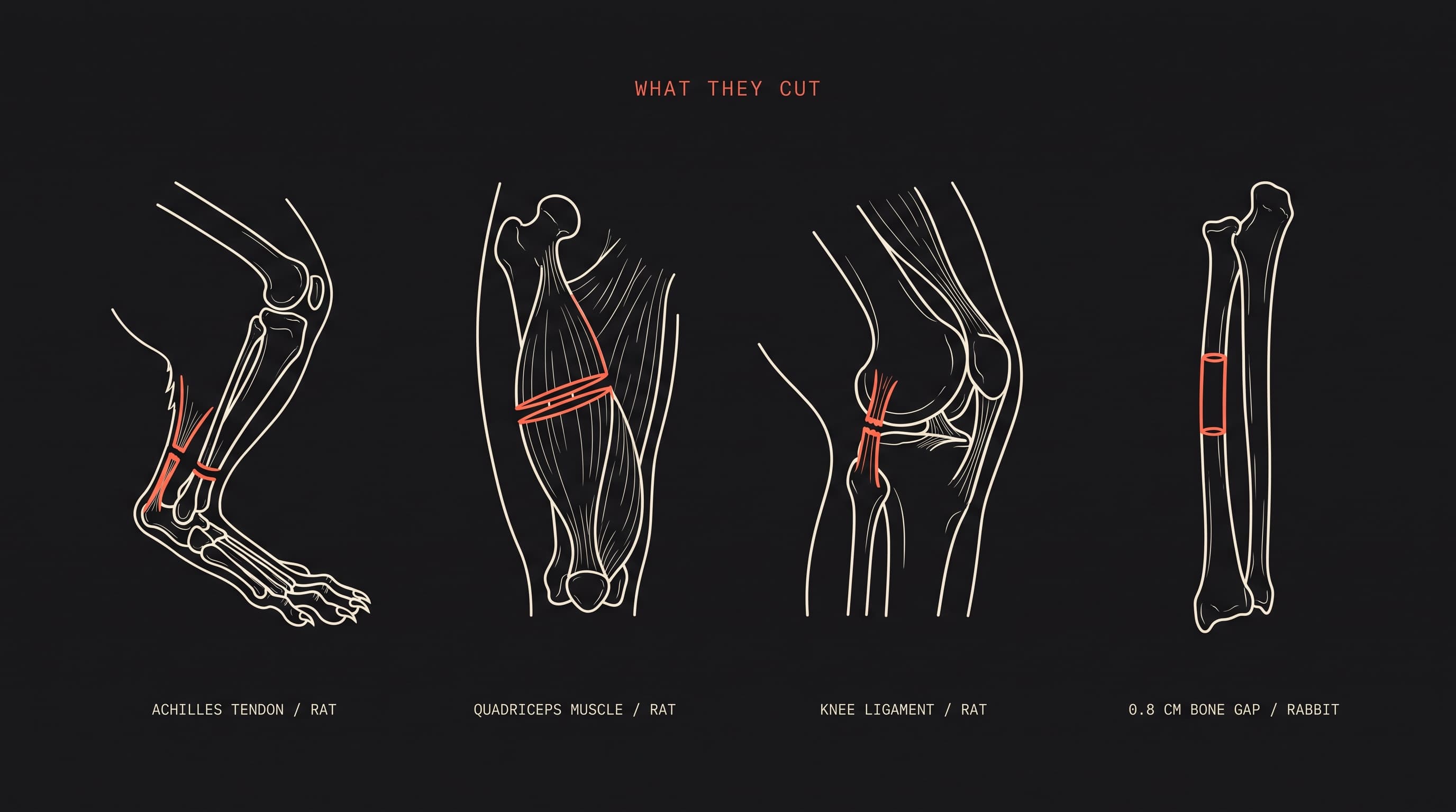 Four line illustrations: a rat Achilles tendon cut through, a transected quadriceps, a cut knee ligament, and a rabbit forearm bone with a segment missing