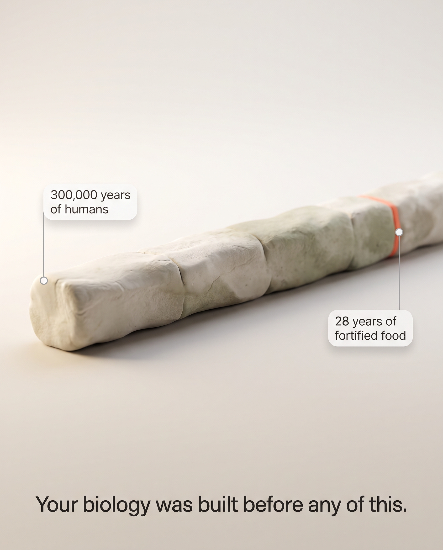 Timeline showing 300,000 years of Homo sapiens as a long bar, with folic acid fortification at 28 years as a barely visible sliver at the far right