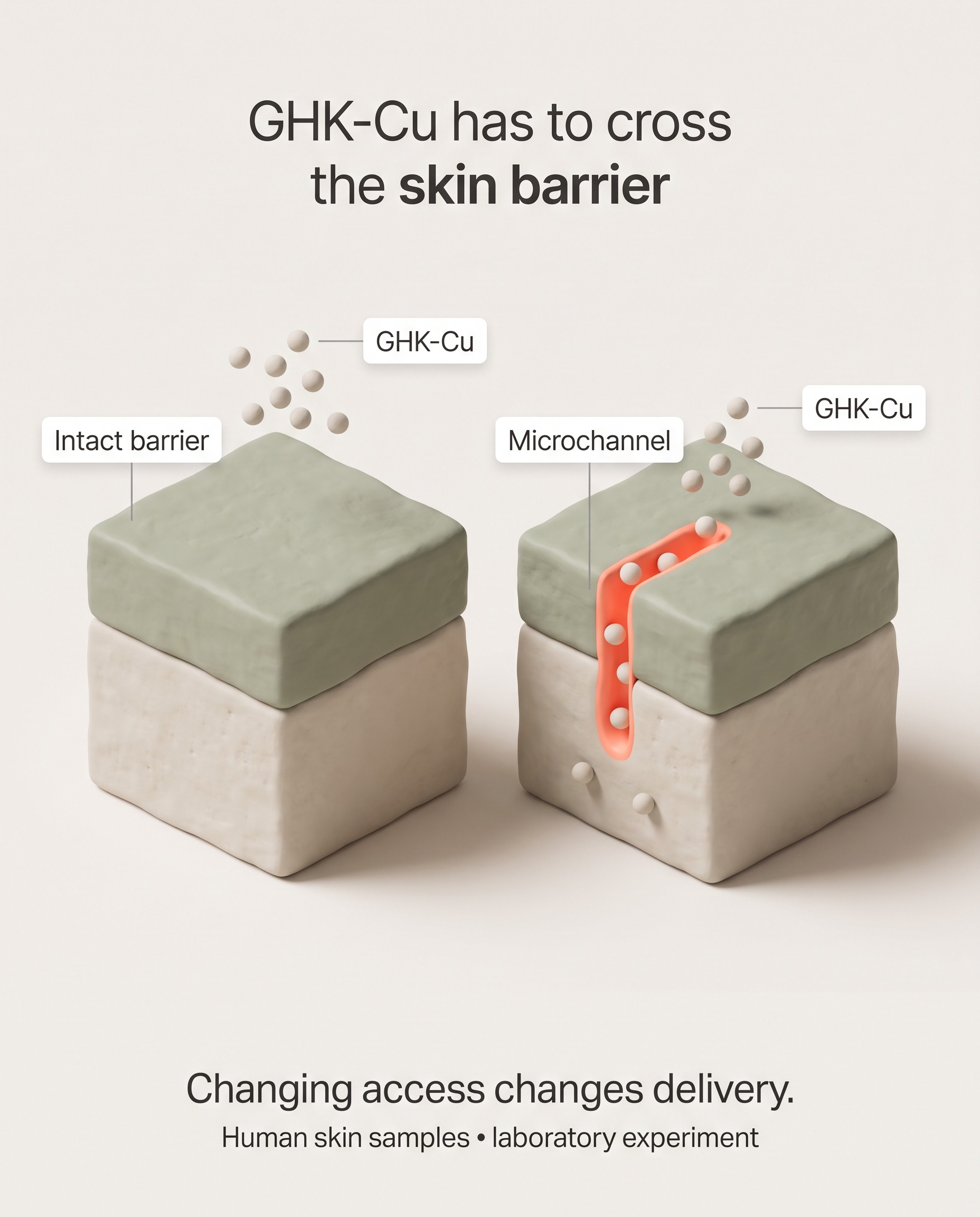Conceptual comparison of intact skin and a microchannel through its outer barrier. Changing access changes peptide delivery in human skin samples.